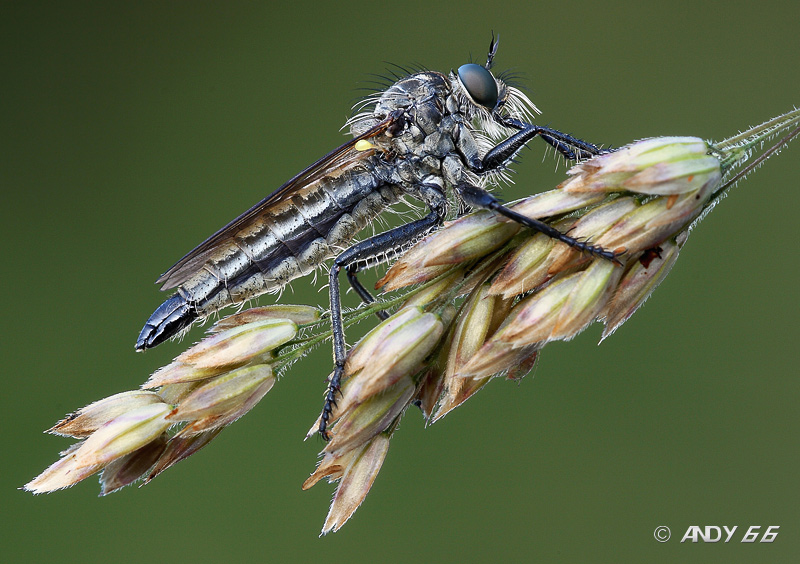 Asilidae